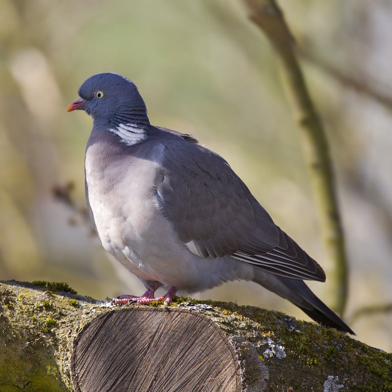 Вяхирь (Columba palumbus)