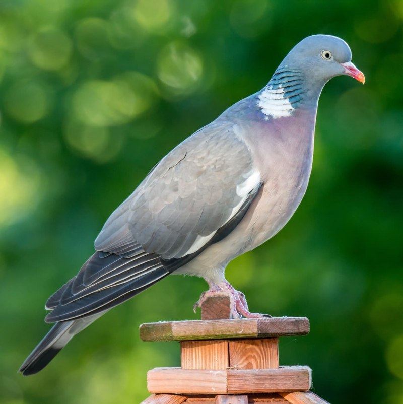 Вяхирь (Columba palumbus)