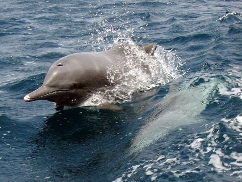 Tursiops aduncus