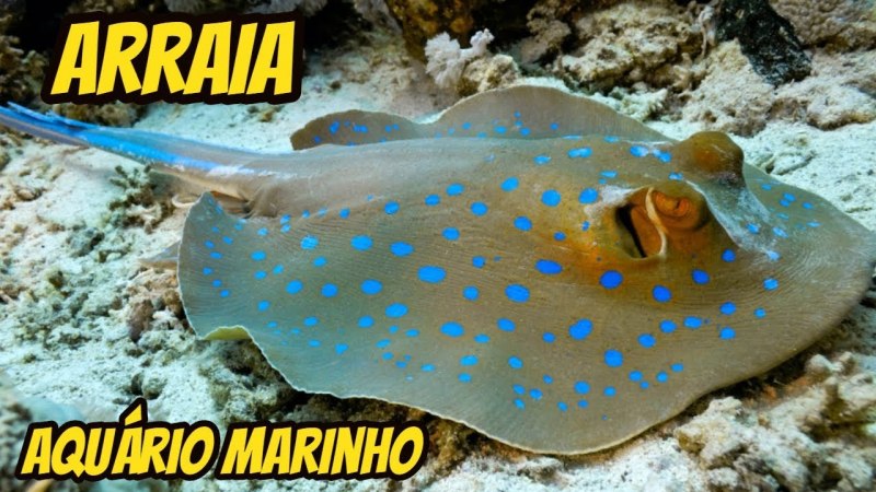 Скат хвостокол красное море