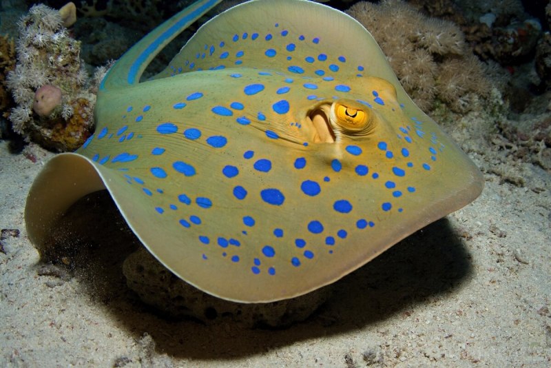 Морские рыбы Скат