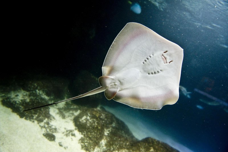 Скат Manta морской дьявол