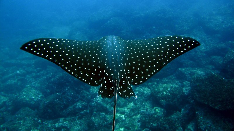 Скат Manta