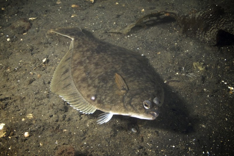 Flounder рыба