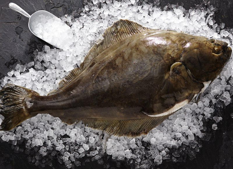 Морская камбала (pleuronectes platessa)
