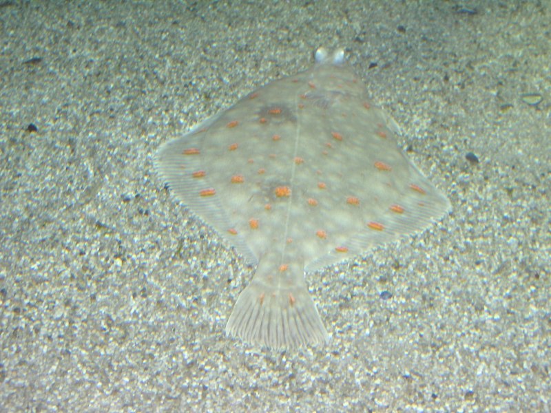 Морская камбала