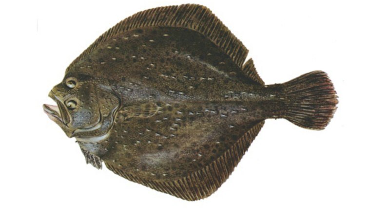 Морская камбала