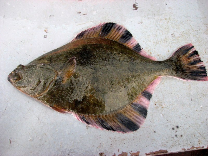 Камбала Flounder Liopsetta