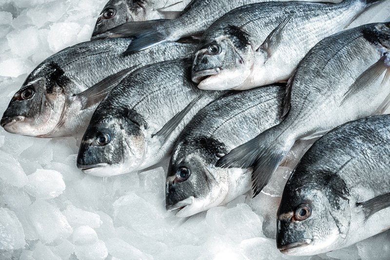 Горбуша (Oncorhynchus gorbuscha)