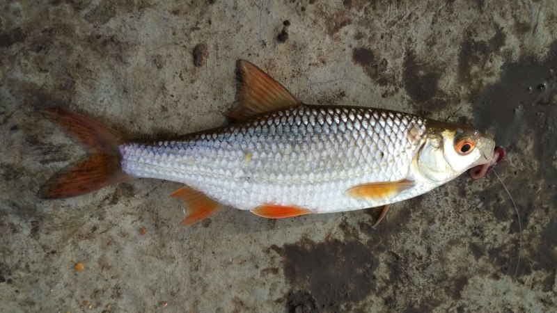 Чавыча (Oncorhynchus tschawytscha)