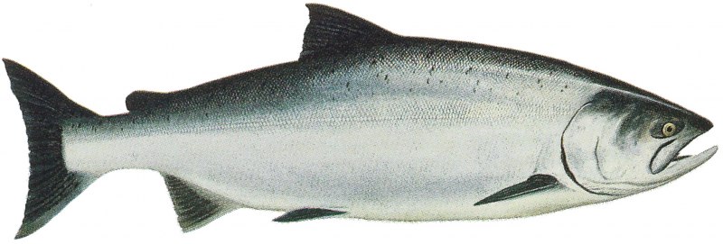 Люциан рыба