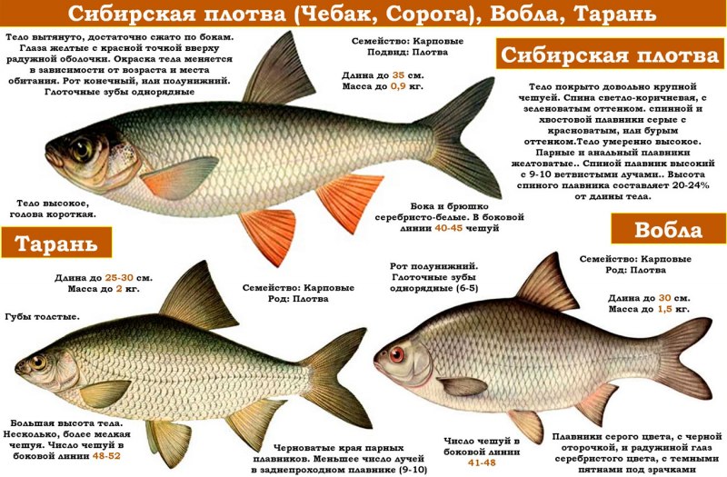 Голец Арктический Даватчан