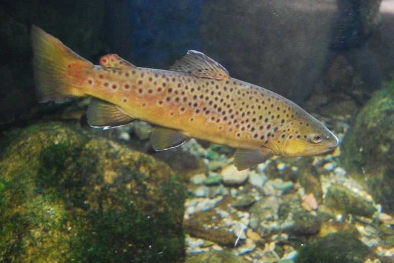Кумжа Salmo trutta