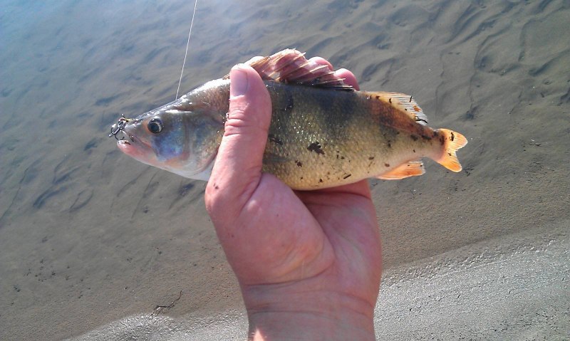 Лосось Salmo Salar