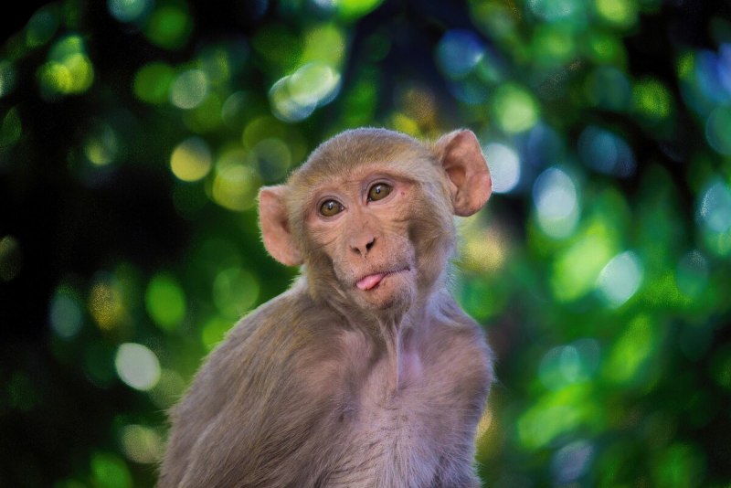 Макак резус – Macaca mulatta)