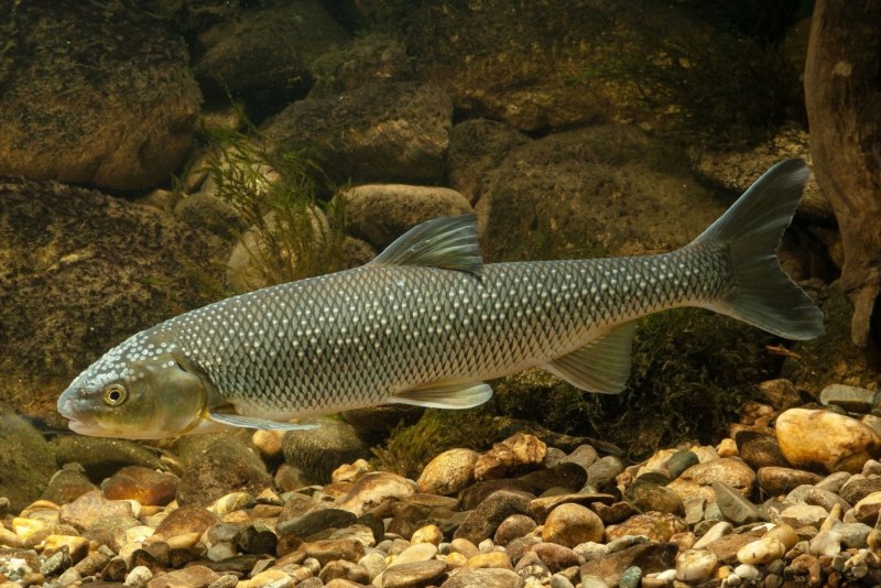 Нельма Stenodus leucichthys Nelma