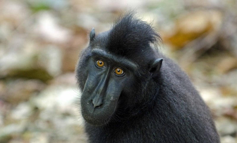 Macaca nigrescens