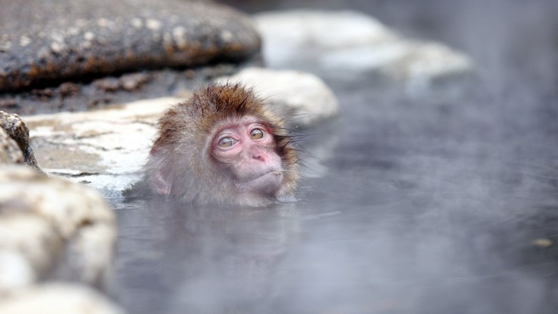 Водяная обезьяна