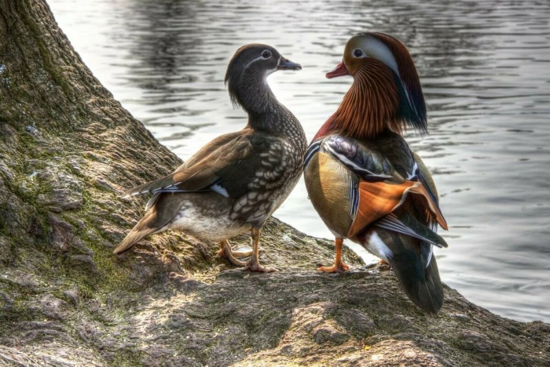 «Утка Мандаринка (Aix galericulata