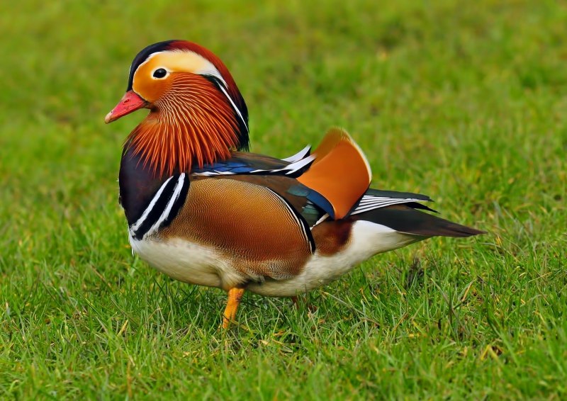Aix galericulata