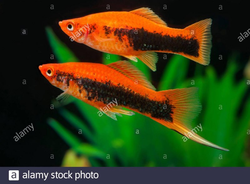 Зелёный меченосец Xiphophorus hellerii