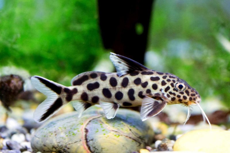 Синодонтис многопятнистый (Synodontis multipunctatus)