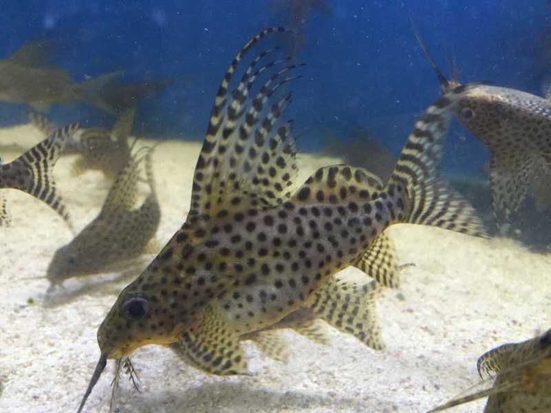 Синодонтис эуптерус (Synodontis eupterus)