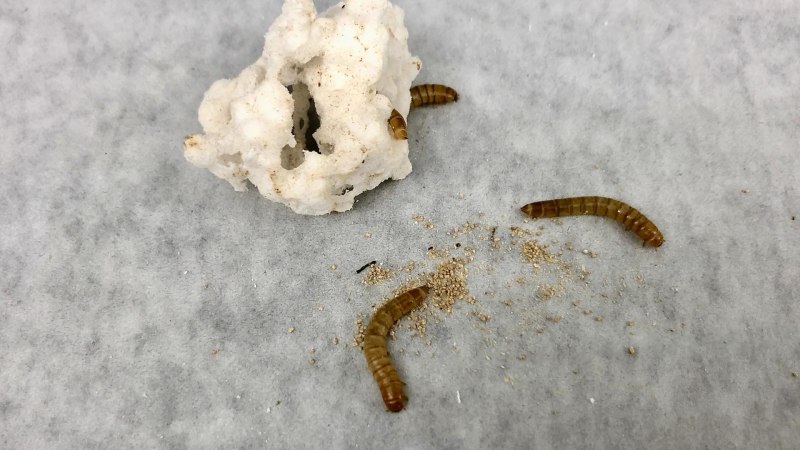 Красный червь (Lumbricus rubellus