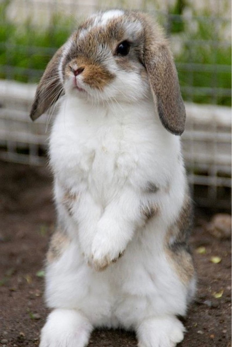 Mini lop кролик