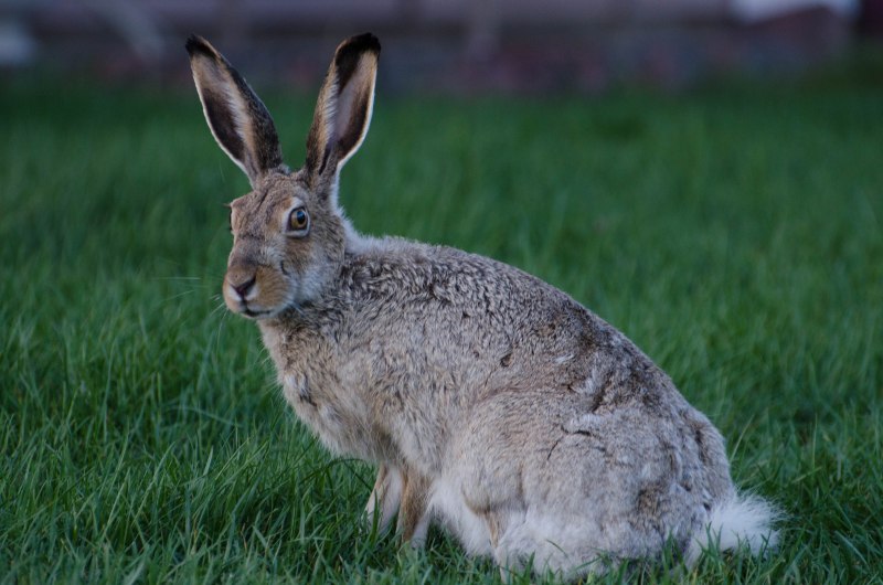 Заяц Русак (Lepus europaeus)