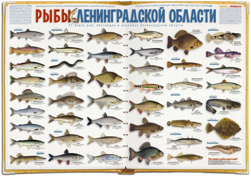 Ихтиофауна Ленинградской области