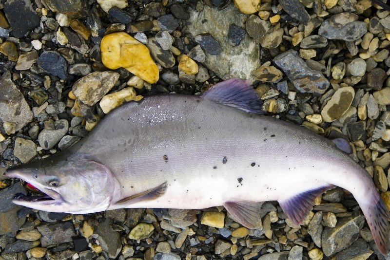 Горбуша (Oncorhynchus gorbuscha)