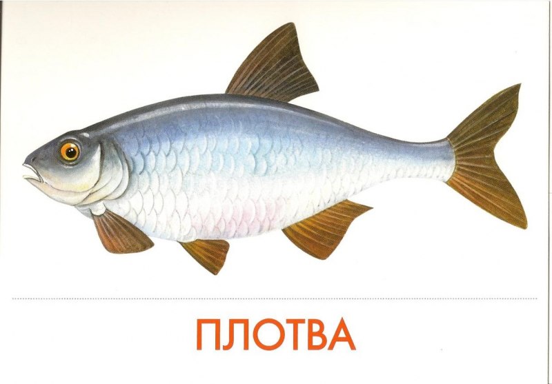 Пресноводные рыбы для детей