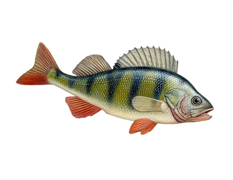 Perca fluviatilis