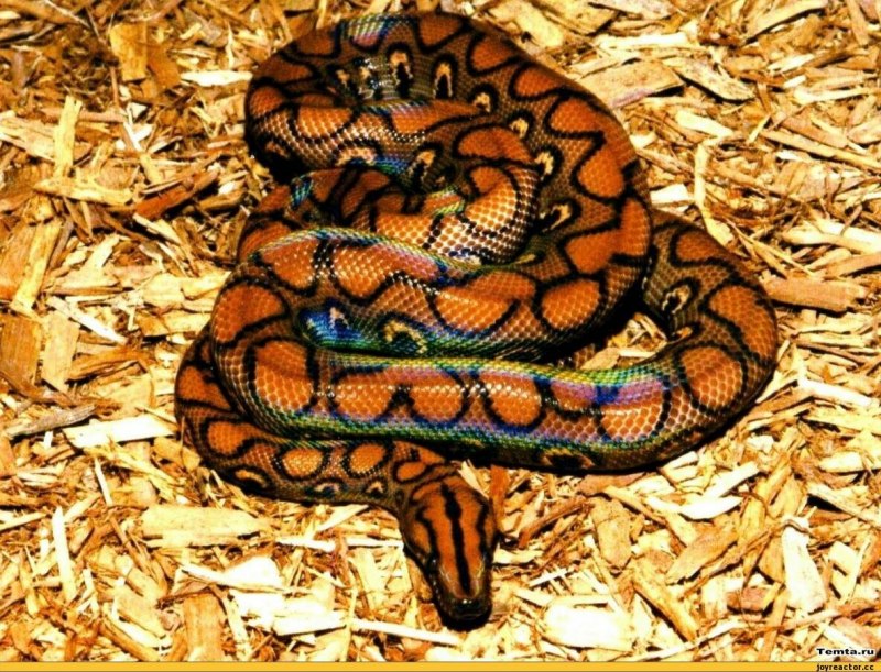 Epicrates subflavus