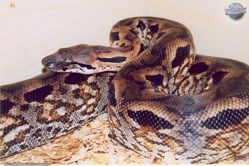 Epicrates subflavus