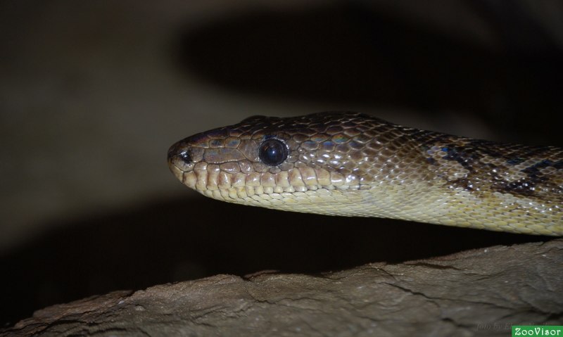 Удав обыкновенный boa Constrictor