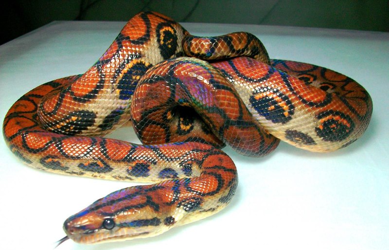 Epicrates cenchria