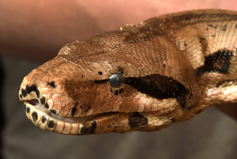 Lichanura trivirgata
