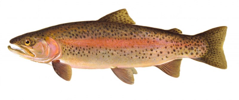 Озерный лосось Salmo Salar Morpha Sebago