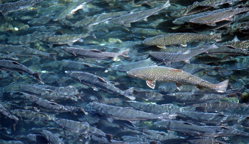 Атлантический лосось Salmo Salar