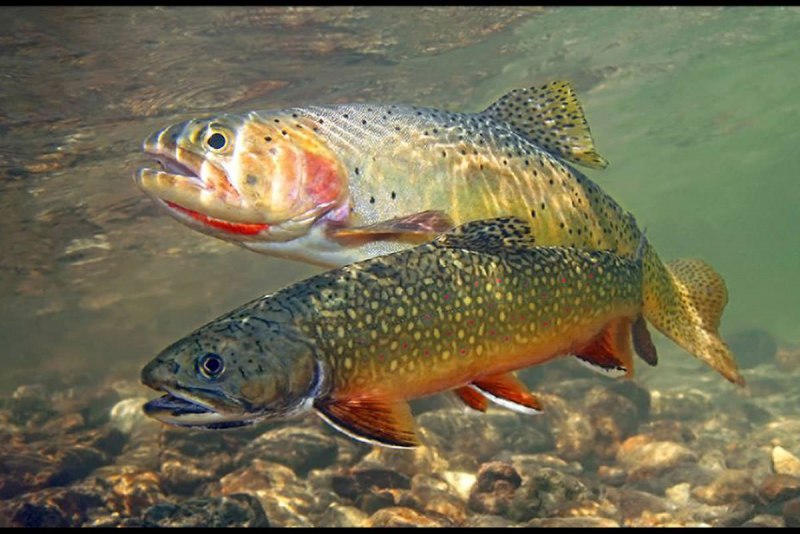 Лосось AQUADVANTAGE