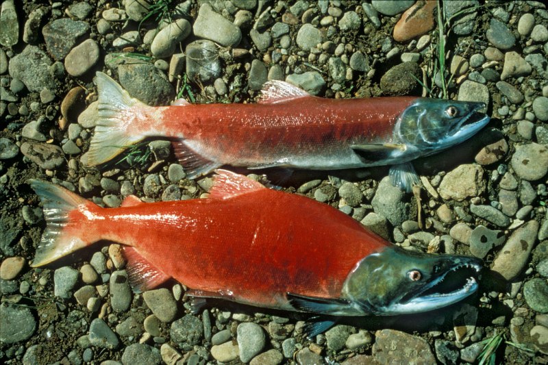 Лосось Salmo Salar