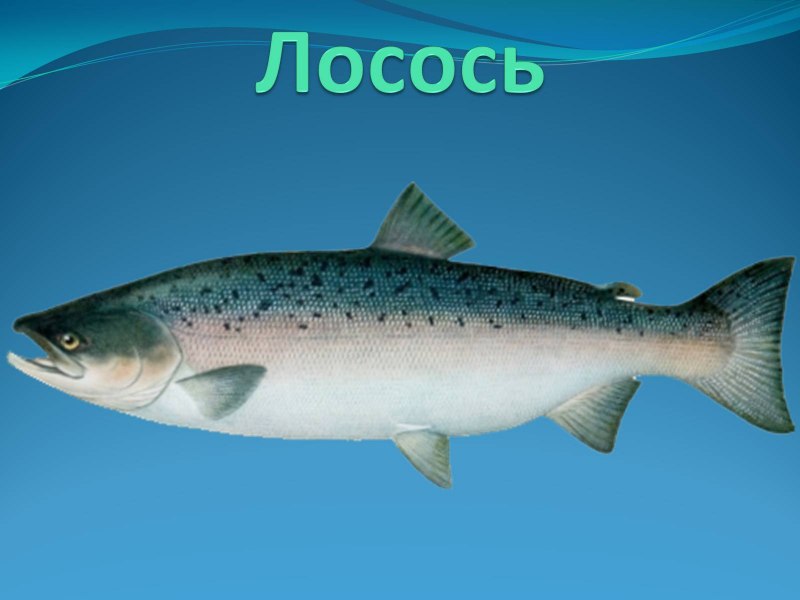 Семга рыба Живая