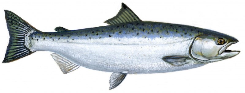 Атлантический лосось Salmo Salar