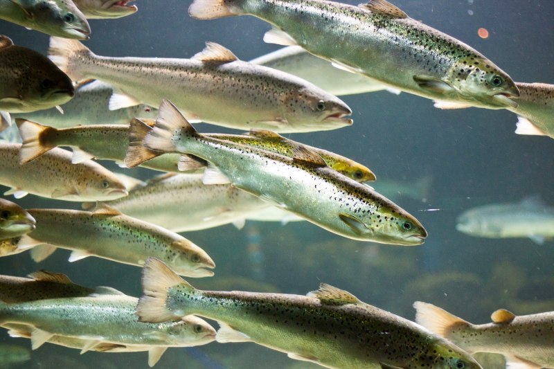 Pink Salmon горбуша - Oncorhynchus gorbuscha