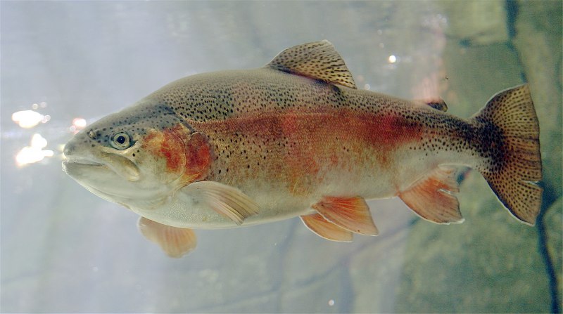 Радужная форель Oncorhynchus mykiss Irideus