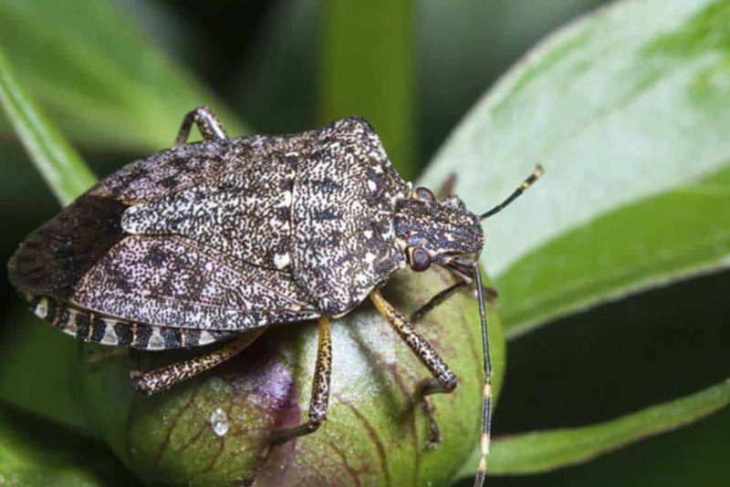 Коричнево-мраморный клоп (Halyomorpha halys)