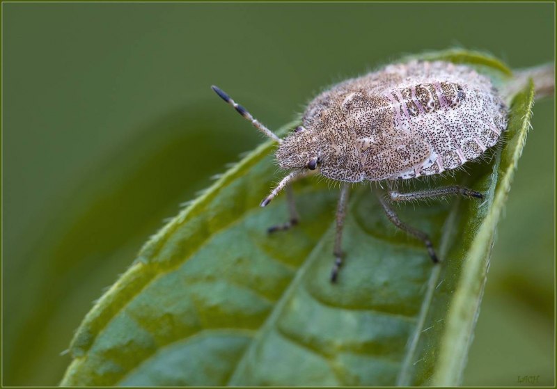 Коричнево-мраморный клоп (Halyomorpha halys)