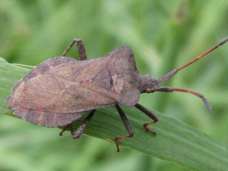 Наземник Rhyparochromus Pini